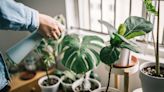 Houseplants Won't Really Purify the Air in Your Home—but There Are Plenty of Other Benefits to Owning Them