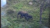 Efforts under way to reunite elephant calf with herd in Mudumalai Tiger Reserve