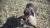 South Dakota's pheasant predator bounties are wrong for Nebraska, experts say