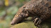 This Rolly Mammal Has Been Spotted in Its Home for the First Time in 24 Years