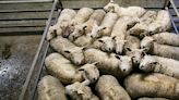 All about numbers as reduced sheep kill keeps prices flying high