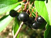 Aronia