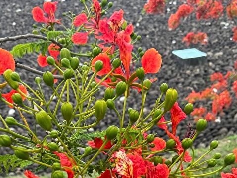 燦爛初夏 探尋全台最美的鳳凰花海