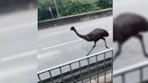 Runaway emu shocks passers-by in Tin Shui Wai - RTHK