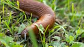'Best ever' gardening tip gets rid of slugs and snails with 'crazy' results