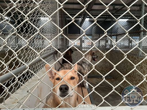 台中犬貓收容爆棚！1年逾300隻淪孤兒 飼主棄養列黑名單「終身不得飼養」