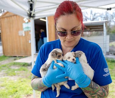 Ohio ranks No. 2 on 'Horrible Hundred' report for puppy mill violations. Here are the breeders