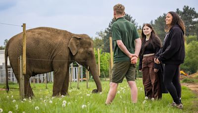 Win a VIP Elephant Encounter experience at Woburn Safari Park