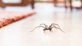 Spider season: When it is and what you can do about it