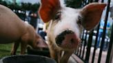 Two pigs pardoned from Christmas asado in Miami’s Cuban twist on holiday mercy