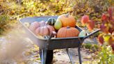 When to Plant Pumpkins—Plus Tips on Ensuring a Successful Crop