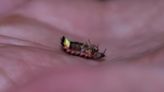 Spectators head out for glow-worm breeding season