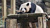 Last pandas at any US zoo expected to leave for China this fall