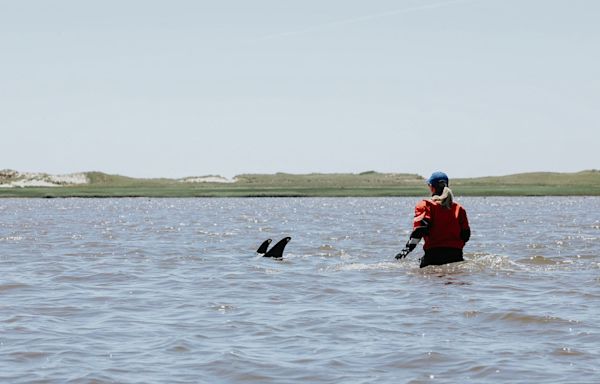 Rescuers work to save 125 dolphins stranded on Cape Cod