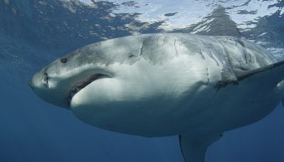 Shark Week is here: How to watch, latest North Carolina shark attack numbers and more