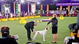 There Are 2 New Dog Breeds at Westminster This Year and They’re Regal AF