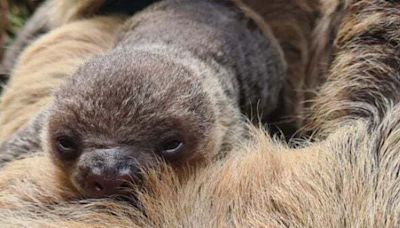 Fota Wildlife Park announces birth of baby sloth - Homepage - Western People