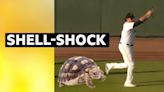 MLB: Watch as a turtle invades the baseball pitch