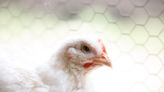 Avian Flu Spreads to Second Farm in Australia’s Victoria State