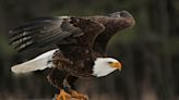 Man Pleads Guilty to Bald Eagle ‘Killing Spree,’ Co-Defendant Still at Large