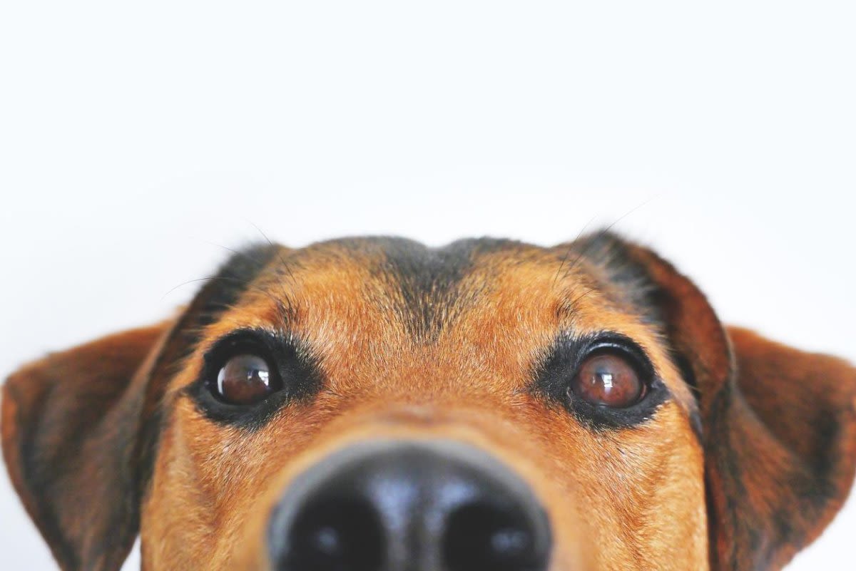 Researchers may have halted an inherited form of blindness in dogs