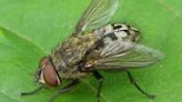 Meet the fly that emits an odour, leaves stains, and clusters in homes in fall