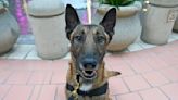 Orlando International Airport welcomes the newest member of its K-9 team