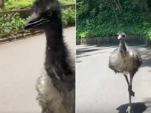 日本動物園驚見「巨鳥脫逃」 撞破柵欄後狂奔畫面曝光