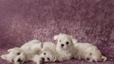 Moment Maltese Meets His Puppies for the First Time Is Just Beautiful