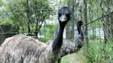 Biggie and Kimmie on the run: The story of Orange County emus who escaped their cage