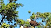 Bald eagles are back, but great blue herons paid the price