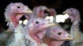 Bird flu strikes Cherokee County turkey flock