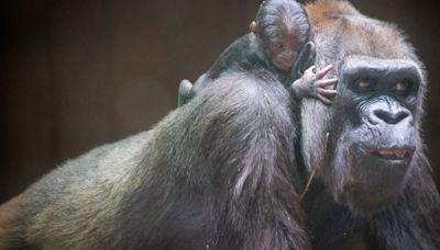 Happy 50th to Freddy, the Cleveland Metroparks Zoo’s oldest female gorilla