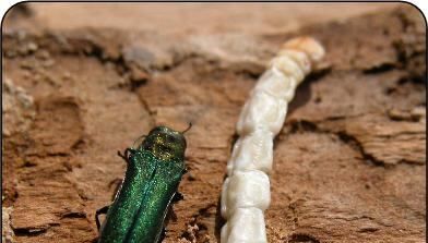 Invasive ash-tree-destroying beetle found in B.C. for 1st time