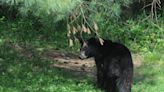 Fish and Wildlife Department issues bear-deterring suggestions