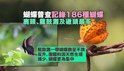 蝴蝶普查記錄186種蝴蝶 鹿頸、龍鼓灘及䃟頭最多