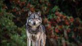 Vancouver Island photographer horrified after her wolf photo on hunting website