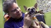 From filth to new families: Pets rescued from Brick house find new futures
