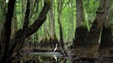 It’s easy to miss paradise if you’re moving too fast. Kayak best way to see Edisto River