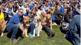 Golden Retrievers From All Over Massachusetts Gather in Boston to Honor 'Marathon Dog'