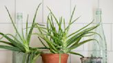 How to propagate aloe vera – grow your aloe collection for free with this step-by-step guide