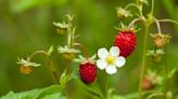 How to grow alpine strawberries – expert tips for healthy plants and tasty harvests