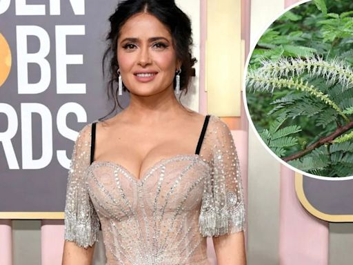 ¿Qué es el tepezcohuite? Estos son los beneficios de la “planta milagrosa” que Salma Hayek usa para verse radiante