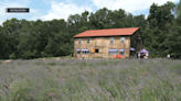 Bucks County farm lands on Forbes' list of best places to see lavender blooms in the U.S.