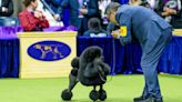 Prizewinning Miniature Poodle