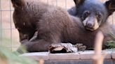 Bearizona wildlife park welcomes two new bear cubs