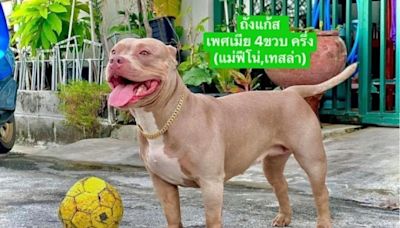 Teen boy in Thailand mauled to death by brother’s two American Bully dogs