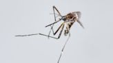 Perú extiende el estado de emergencia a 20 regiones por brote de dengue