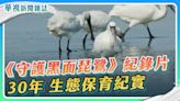 30年的生態保育紀實｜守護黑面琵鷺｜華視新聞雜誌