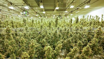 Ohio Senate wants to tighten marijuana home grow rules, crack down on delta-8 THC